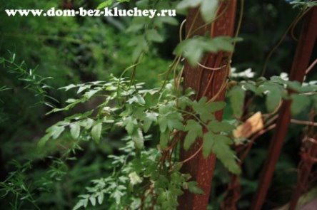 Лигодиум мелколистный (Lygodium microphyllum)