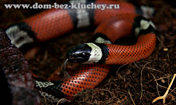 Синалойская королевская змея (Lampropeltis triangulum sinaloae)