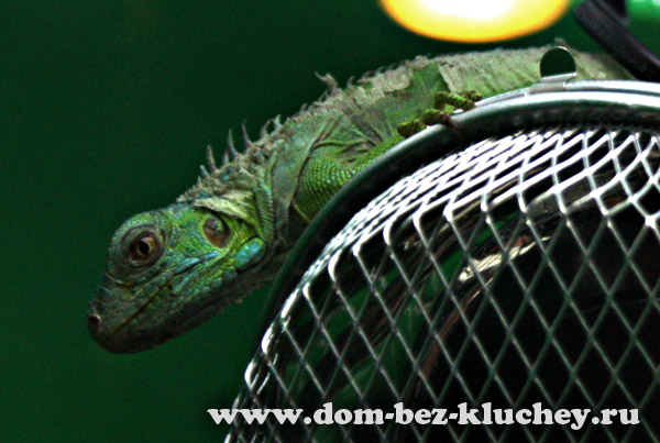 Зелёная игуана (Iguana iguana)