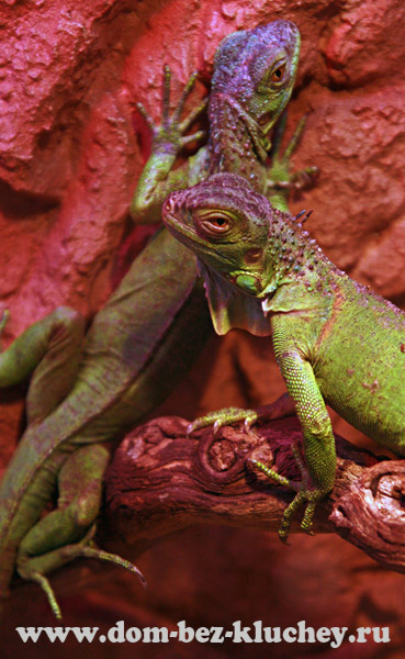 Зелёная игуана (Iguana iguana)