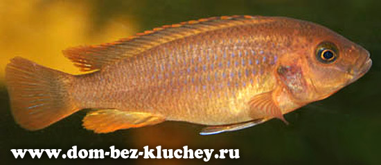 Йодотрофеус Спренгера, лиловая цихлида, ржавая цихлида (Iodotropheus sprengerae)