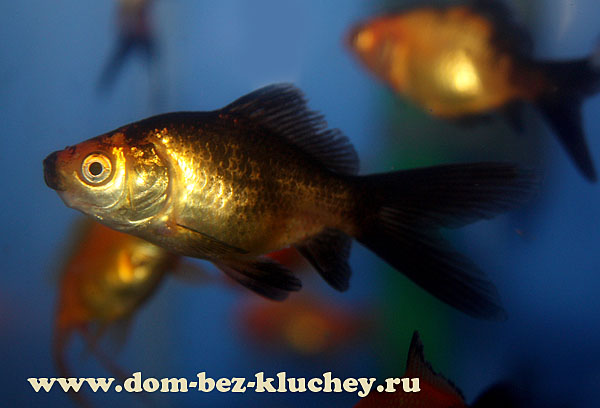 Обыкновенная золотая рыбка бывает различных окрасов