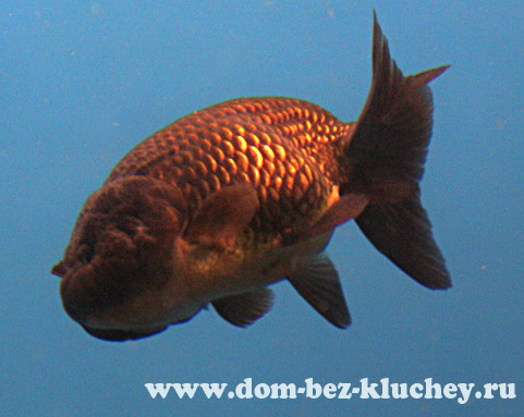 Порода золотых рыбок Львиноголовка