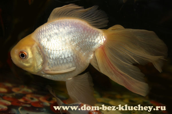Порода золотых рыбок Шубункин