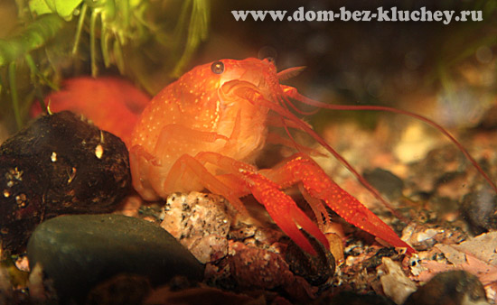 Красный американский флоридский рак Procambarus clarckii линька