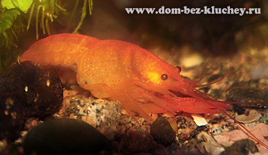 Красный американский флоридский рак Procambarus clarckii линька