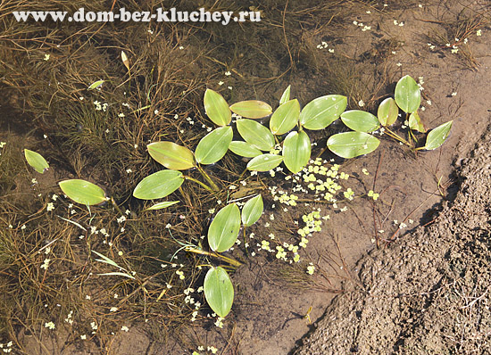Растительность пресных водоёмов, в основном, представлена именно высшими растениями.