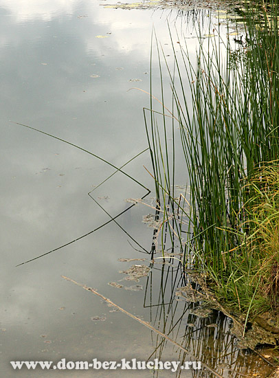 Камыши (Scirpus) - одни из множества отечественных болотных растений. У них "ноги в воде", но полного затопления они не любят.