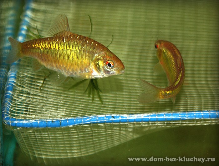 Барбус зелёный (Barbodes [Barbus/Puntius] semifasciolatus)