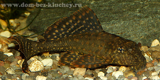 Леопардовый птеригоплихт Pterygoplichthys pardalis (L-021, L-023)