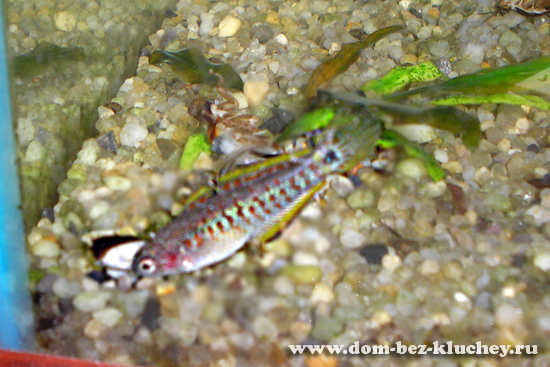 Ковровый элеотрис (Tateurndina ocellicauda) ест мраморного таракана