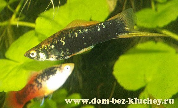 Меченосец (Xiphophorus helleri), селекционная форма