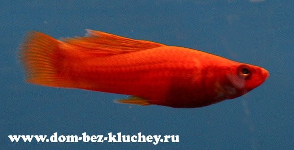 Меченосец (Xiphophorus helleri), селекционная форма