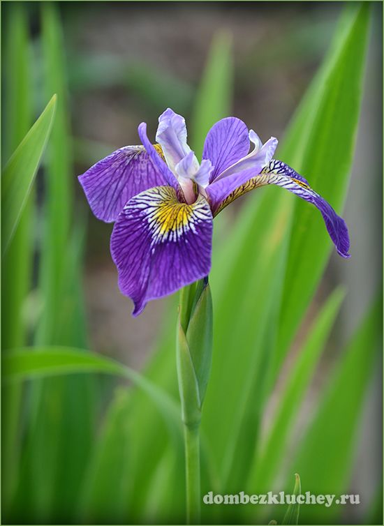 Ирис мощный (Iris x robusta) - гибрид ирисов разноцветного и виргинского