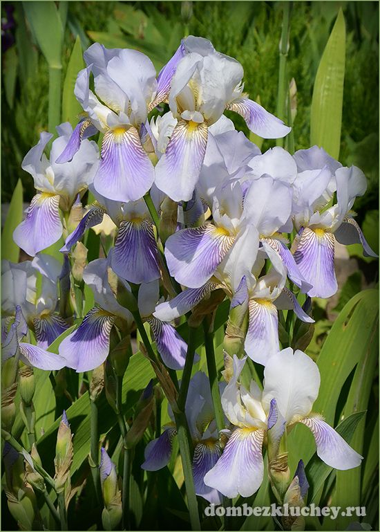 Ирис тусклоцветковый (Iris x squalens) - гибрид ирисов бледного и полосатого