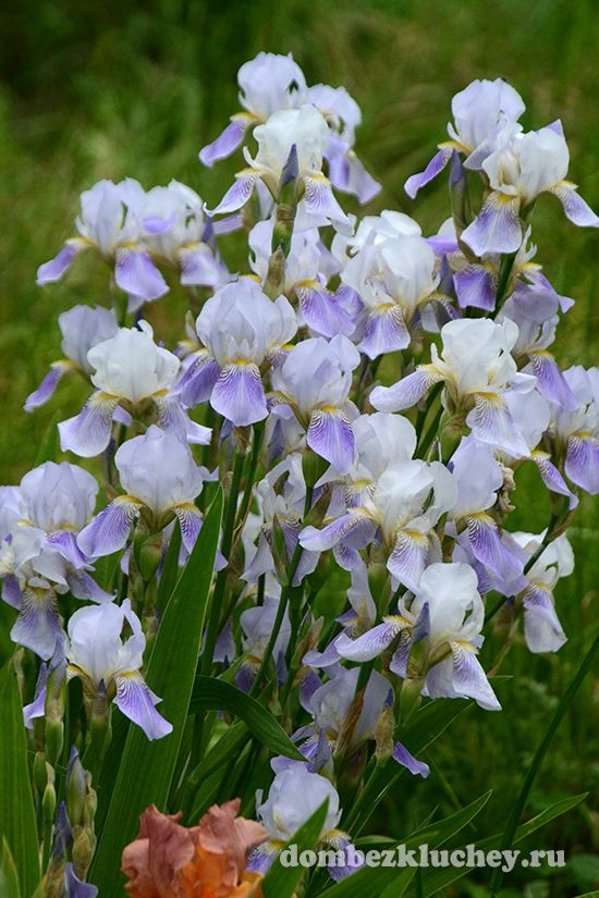 Ирис тусклоцветковый (Iris x squalens) - гибрид ирисов бледного и полосатого
