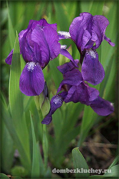 Ирис безлистный (Iris aphylla) - низкорослый и неприхотливый видовой ирис