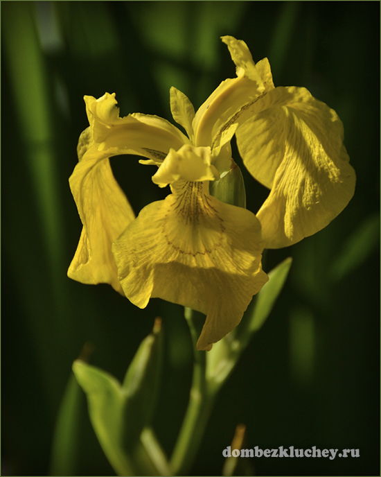 Ирис болотный (Iris pseudacorus) - эффектный и неприхотливый ирис для садовых водоёмов