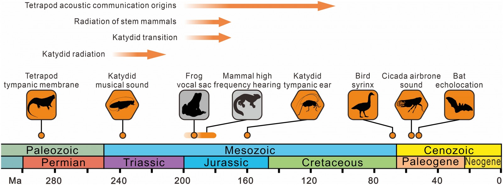События, связанные с голосом и слухом животных, привязанные к геохронологической шкале