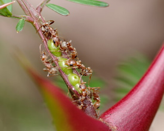 Муравьи Pseudomyrmex пьют нектар бычьерогой акации