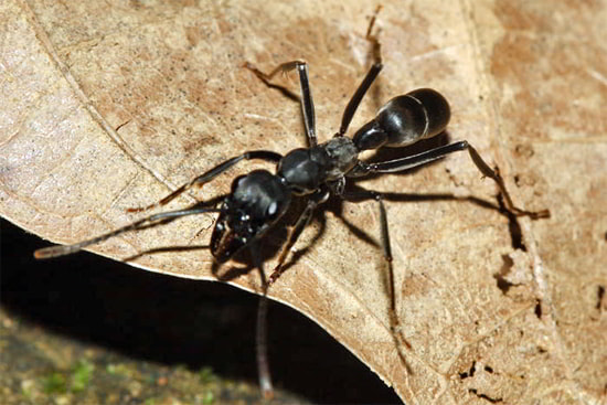 Муравьи Neoponera verenae - типичные собиратели, в их семье обычно до 50 особей