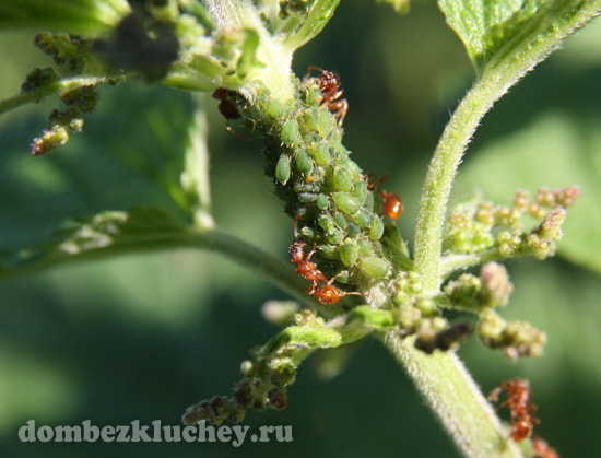 Муравьи Myrmica rubra ухаживают за колонией тлей и очень больно кусаются, если их потревожить