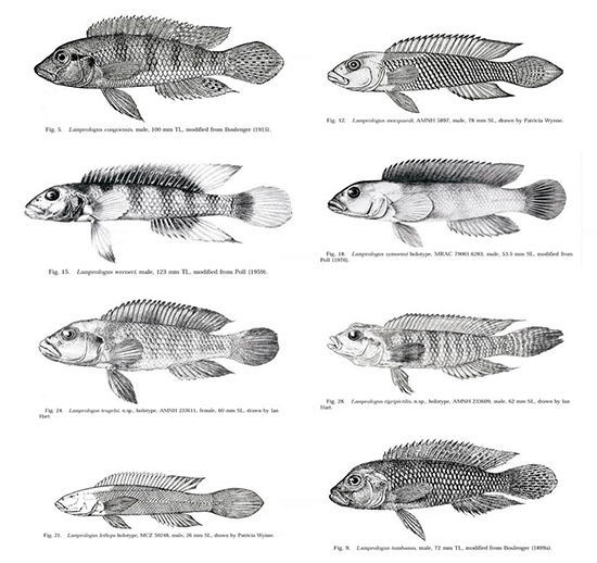 Лампрологусы реки Конго (слепой - внизу слева)