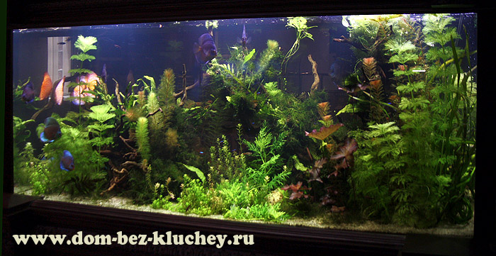 Выставочный аквариум с растениями и дискусами