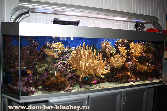 Морской аквариум с мягкими кораллами