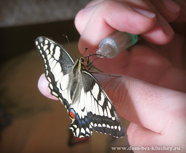 Домашние бабочки, как содержать и чем кормить