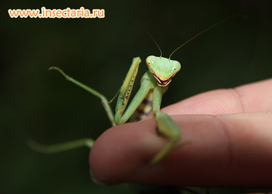 Mantodea