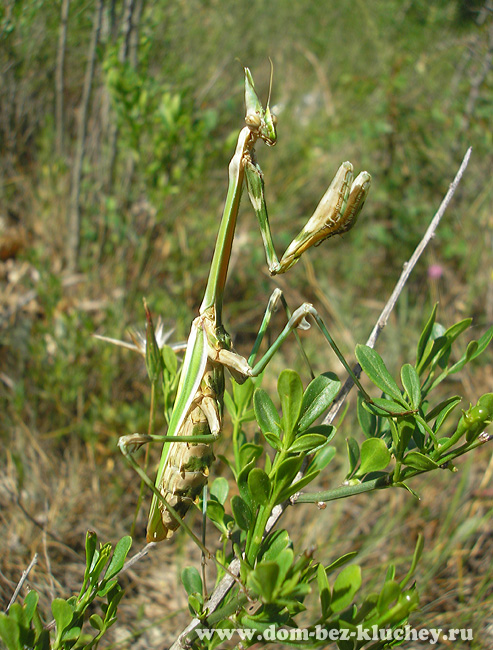 Семейство Эмпузиды (Empusidae)