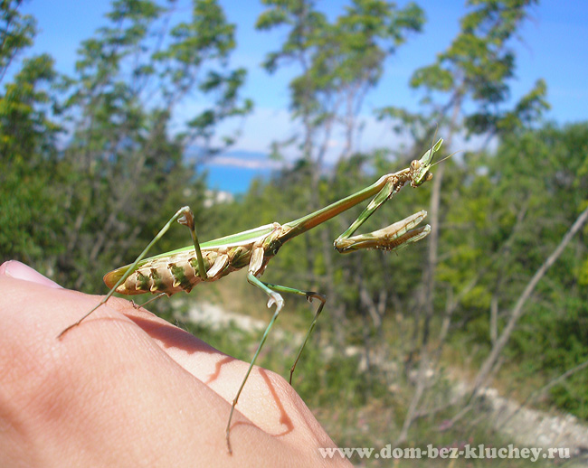 Эмпуза перистая (Empusa pennata), самка