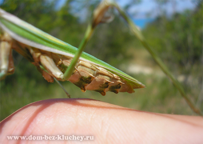 Эмпуза перистая (Empusa pennata), самка