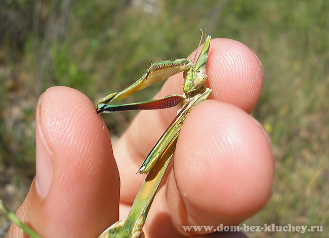 Эмпуза перистая (Empusa pennata), самка