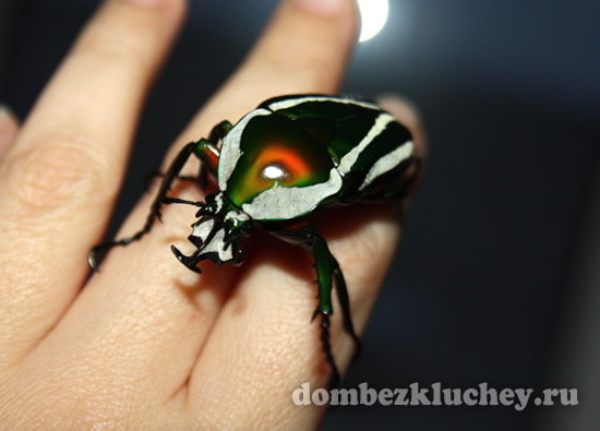 Самец Dicronorrhina derbyana имеет массивный вырост на голове