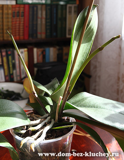 Выращивание фаленопсисов Phalaenopsis