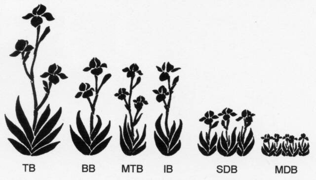 Размер и форма роста основных групп бородатых ирисов