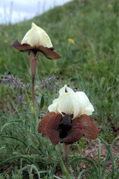 Ирис грузинский (Iris iberica subsp. elegantissima) - один из самых известных арилов подрода Oncocyclus