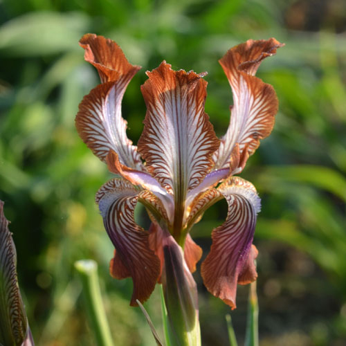 Ирис столононосный (Iris stolonifera) - самый известный арил группы Regelia