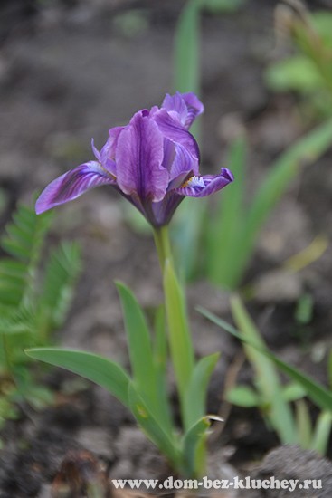 Iris pumila - родоначальник карликов и миниатюрных карликов