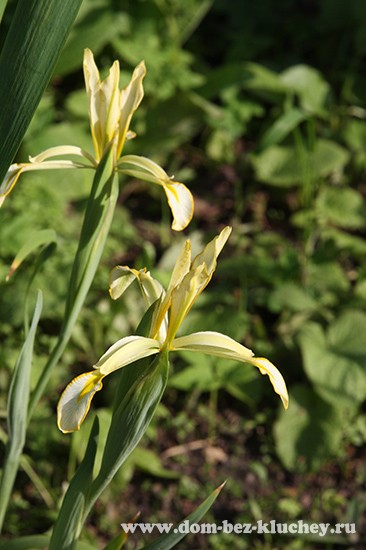 Ирис солелюбивый (Iris halophyla) - дикий родственник спуриа-ирисов