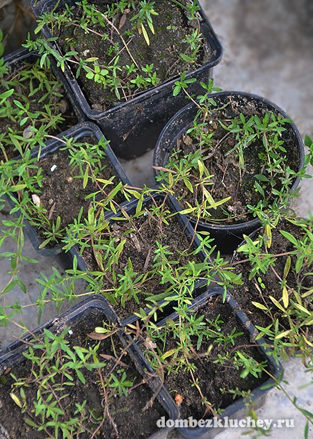 Укоренённые черенки тимьяна (чабреца) Маршалла (Thymus marchallianus), готовые к отправке