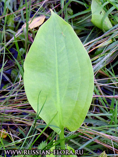 Частуха подорожниковая (Alisma plantago-aquatica L.)
