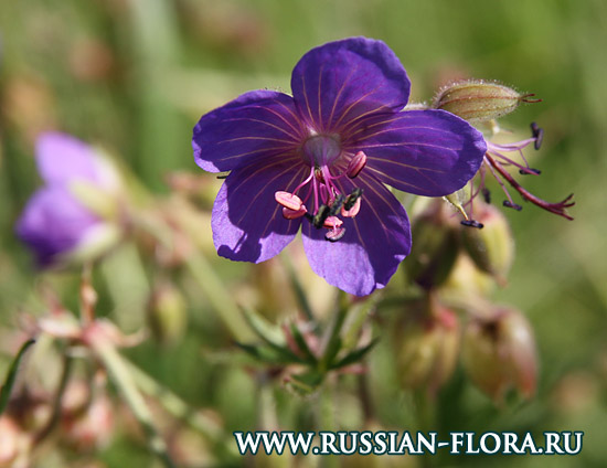 Герань - Geranium