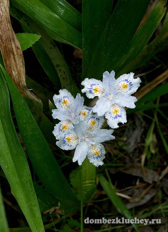 Род Ирис, Касатик (Iris)