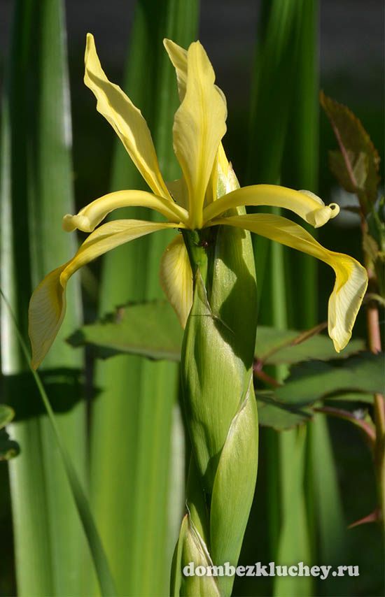 Ирис солелюбивый (Iris halophila)