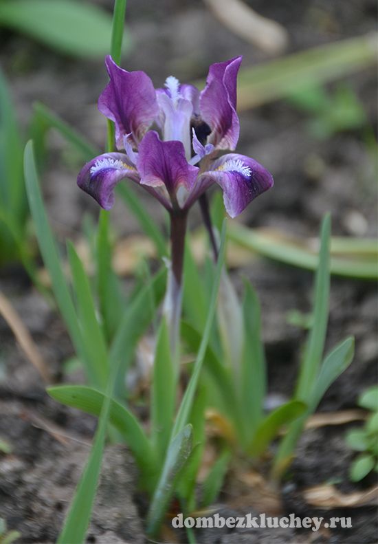 Ирис карликовый (Iris pumila)