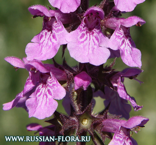 Russian flora