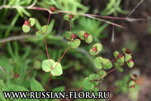 Молочай чешуйчатый Euphorbia squamosa из Краснодарского края